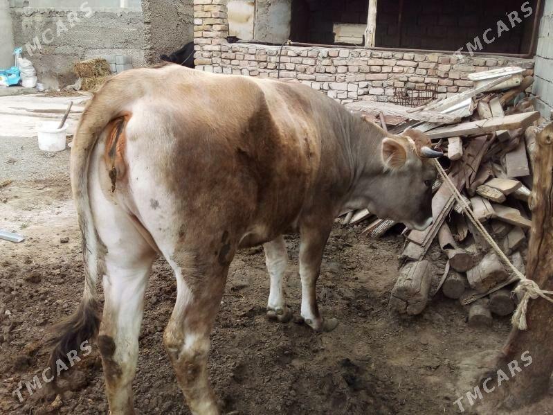 Bakylan tüwe - Büzmeýin - img 1