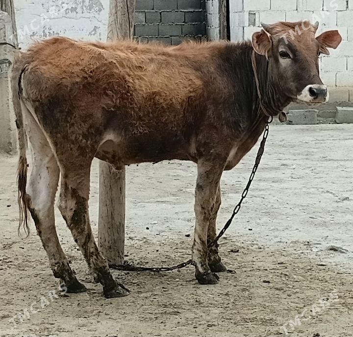 okuz - Бахарден - img 1