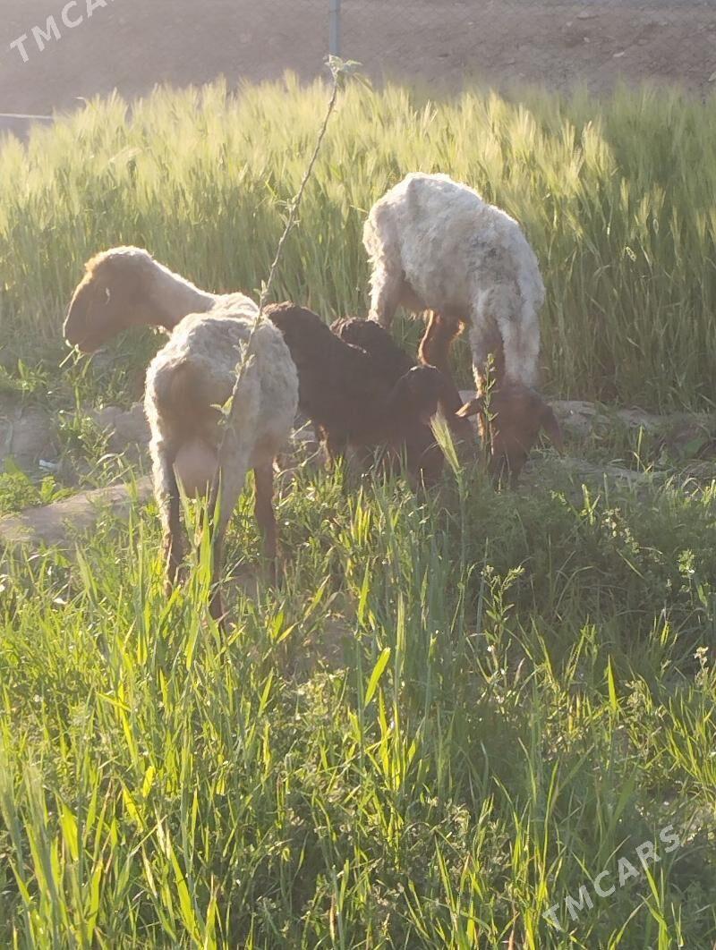 guzuly goyun - Байрамали - img 1