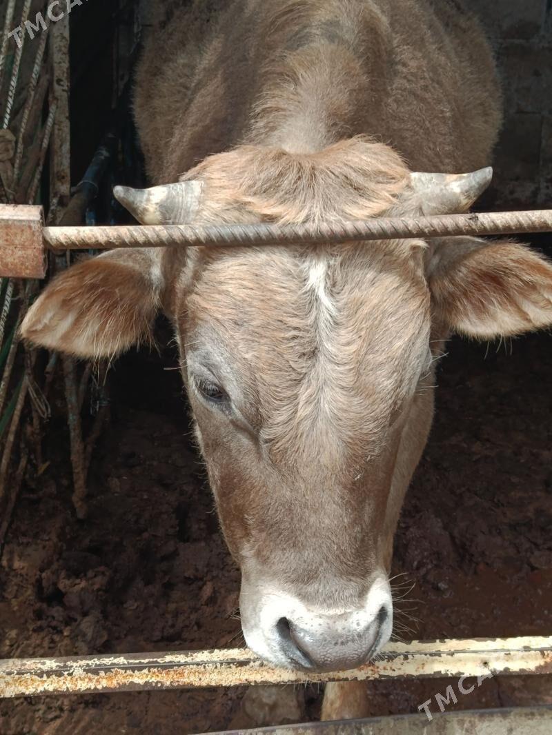 oküz - Багир - img 1