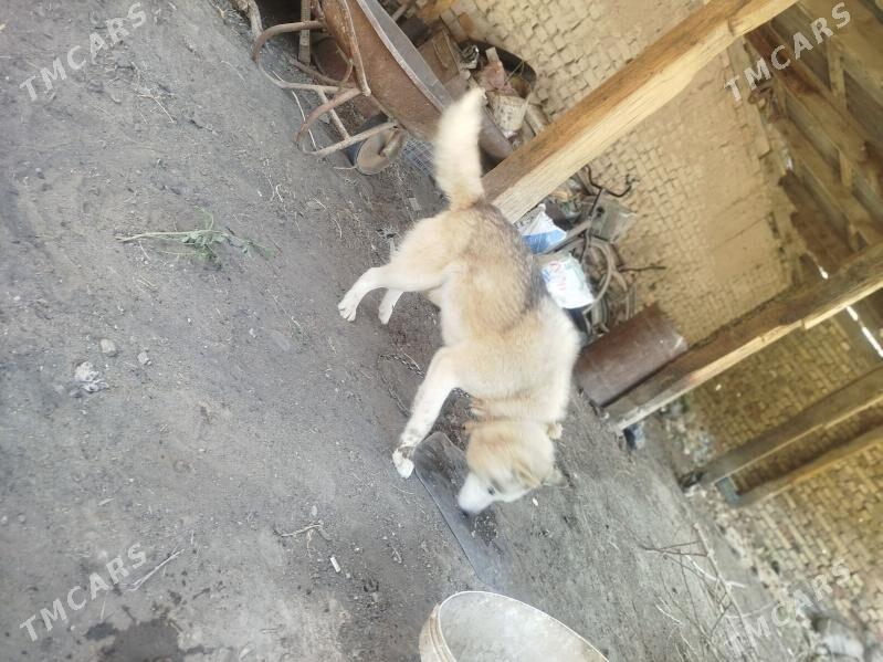 hasika - Байрамали - img 1