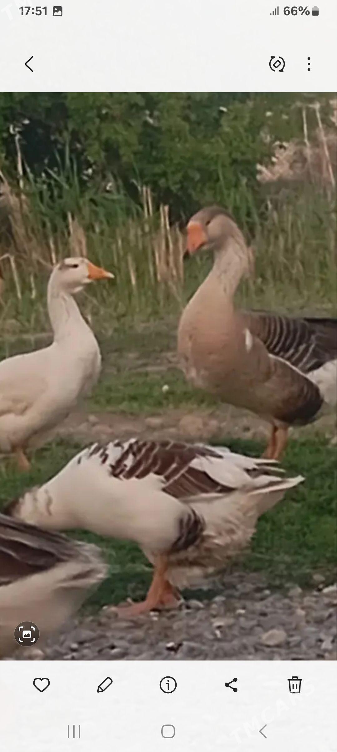 gus - Bäherden - img 1