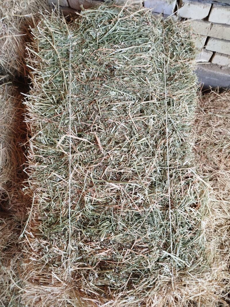 yorunja kip - Сакарчага - img 1