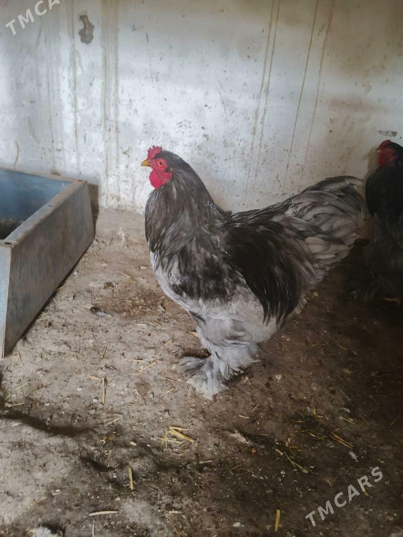 brama horaz - Daşoguz - img 1