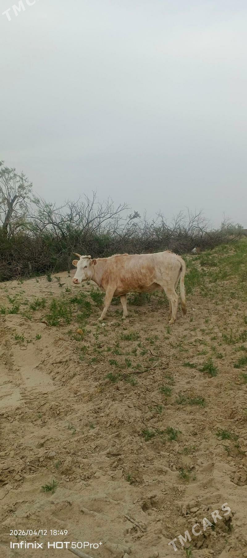 sygyr - Balkanabat - img 1