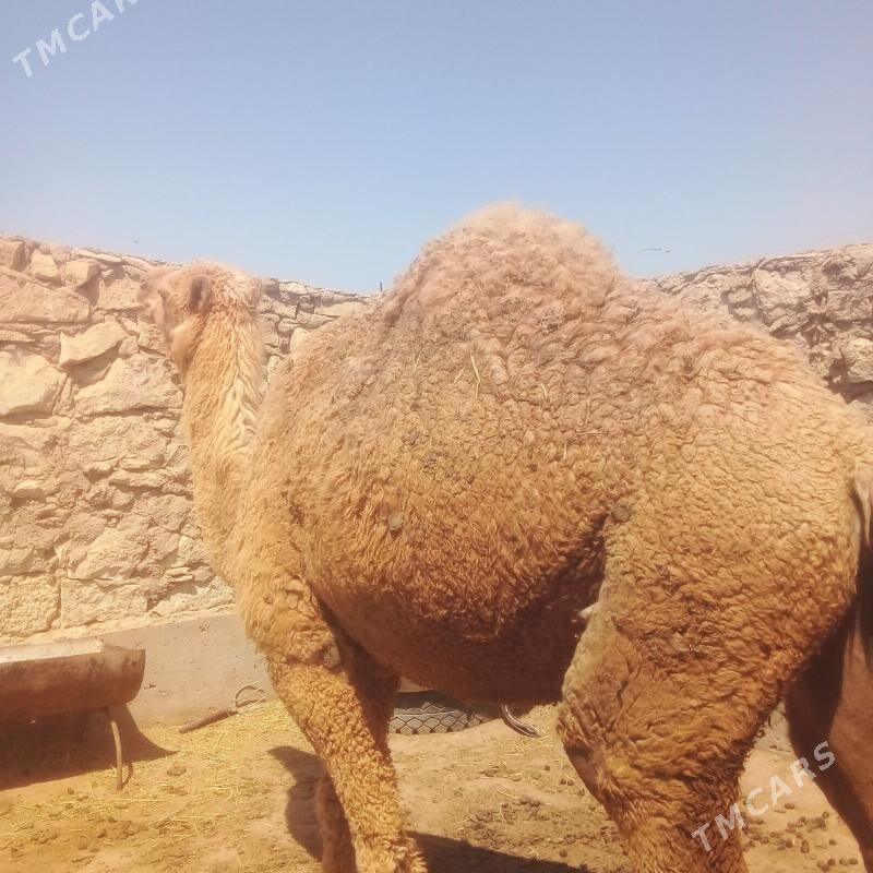 duye bakyda duran - Esenguly - img 1