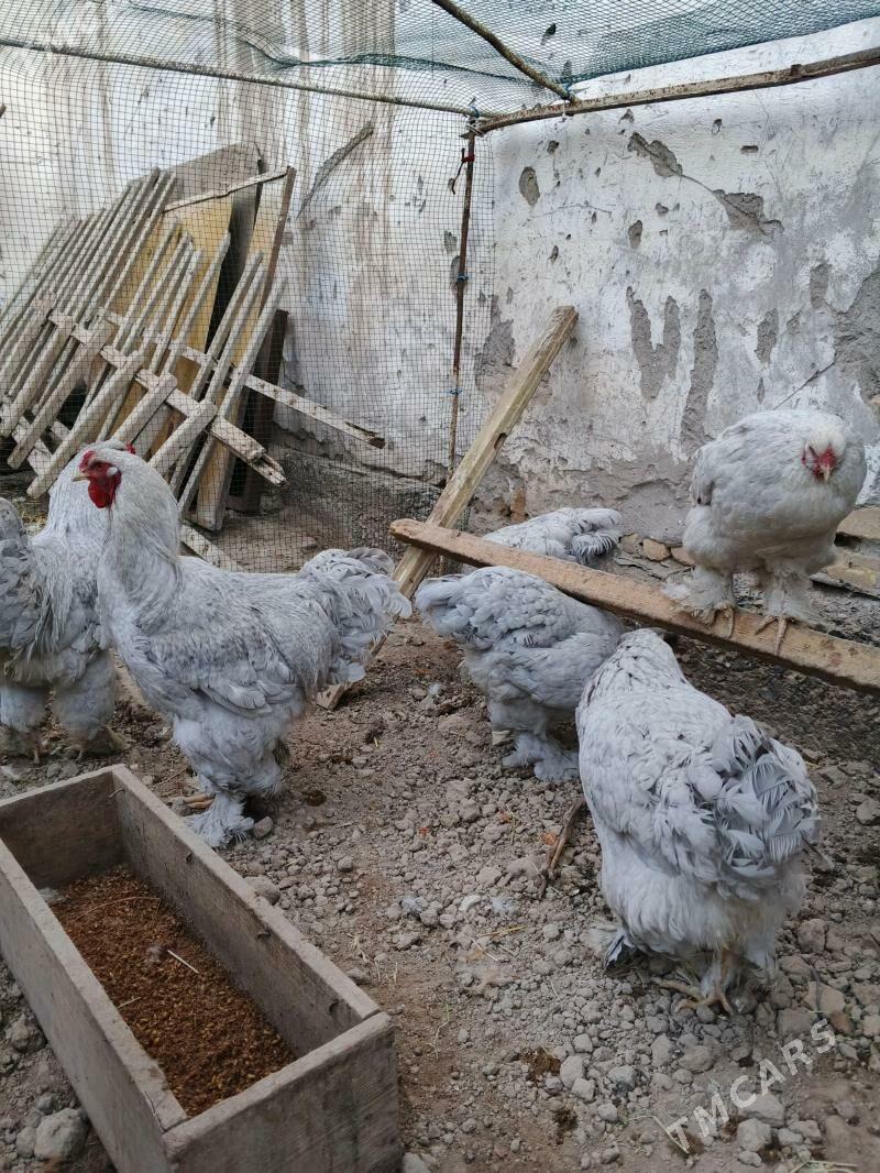 brama lavanda - Дашогуз - img 1