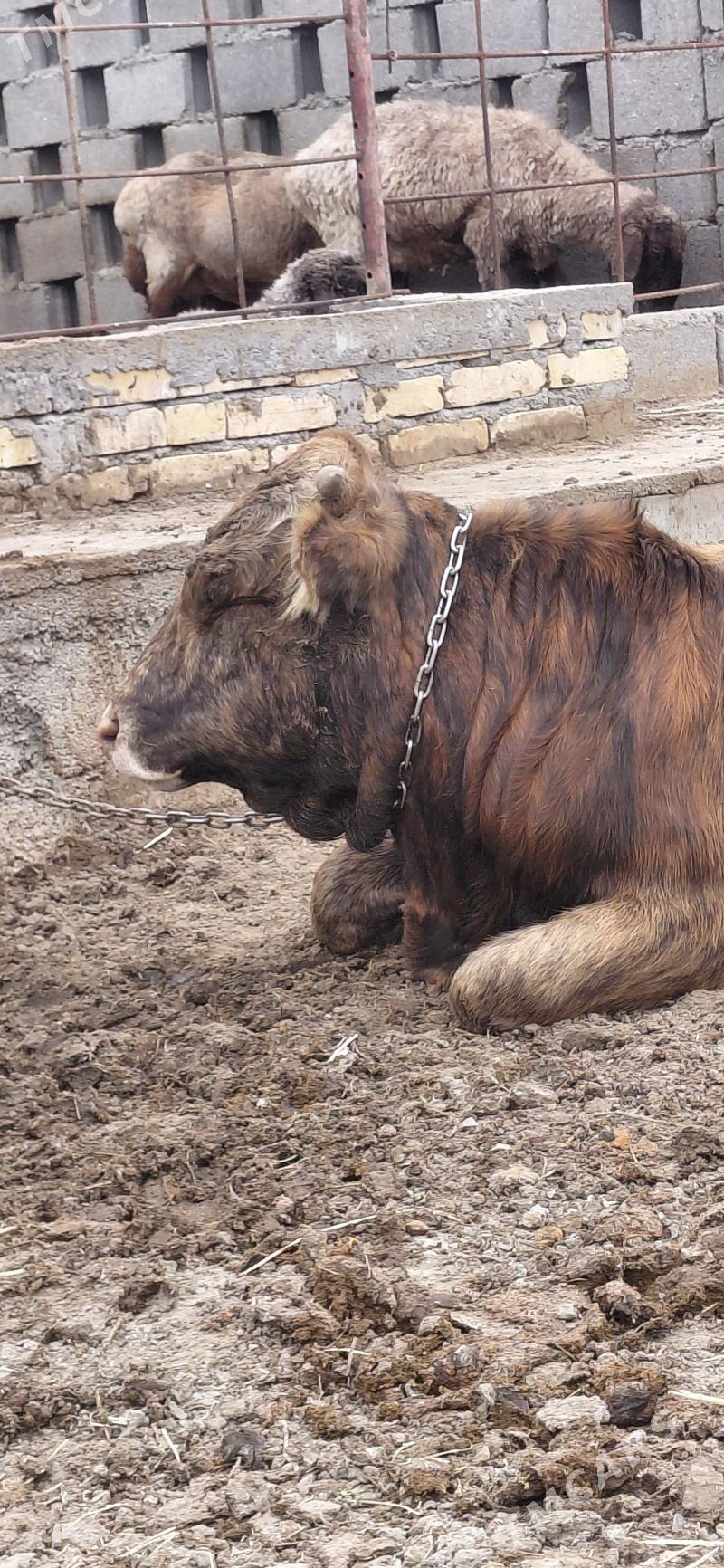 okuz - Гёкдепе - img 1