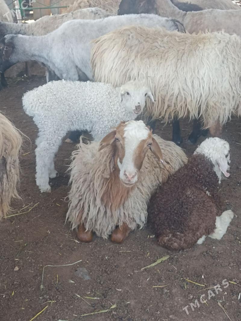 guzuly goyun - Garadamak Şor - img 1