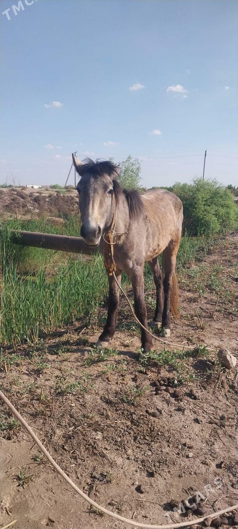 Jeren - Чарджоу - img 1