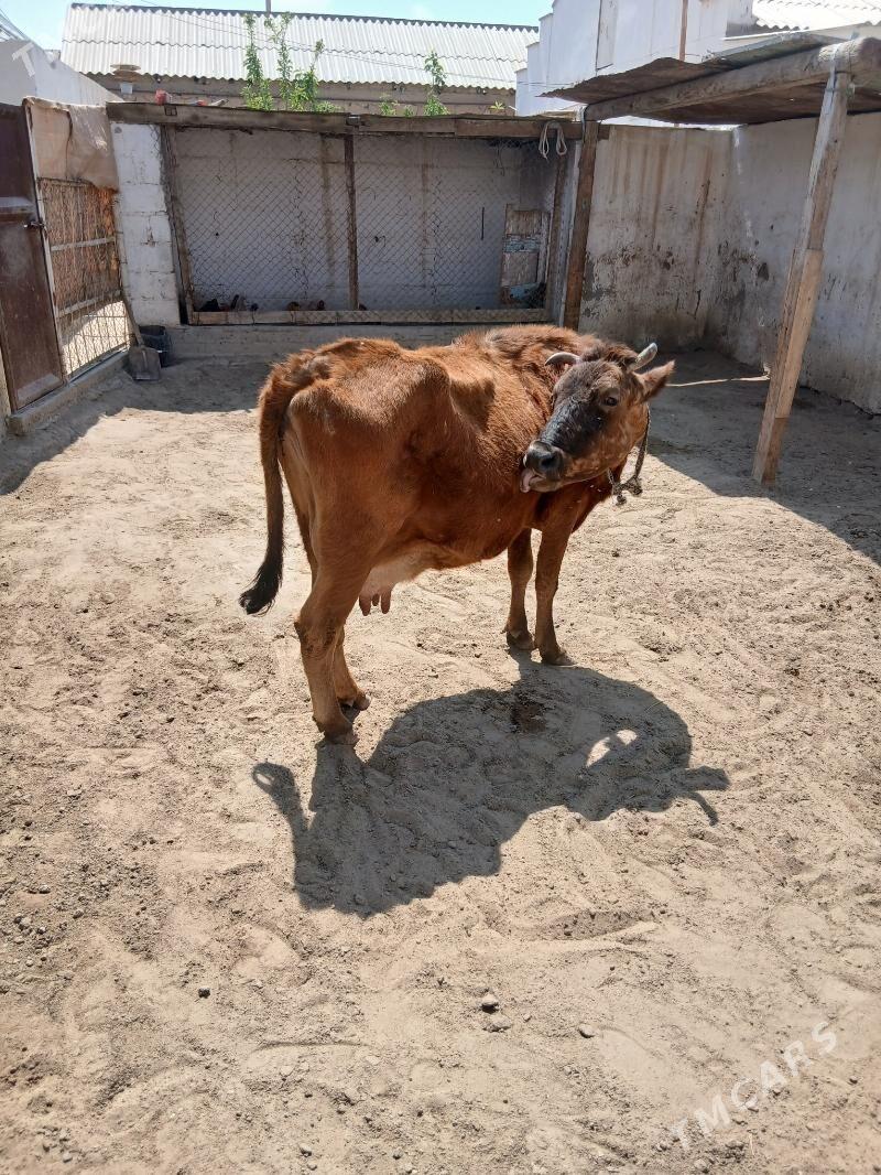 sygyr - Гумдаг - img 1