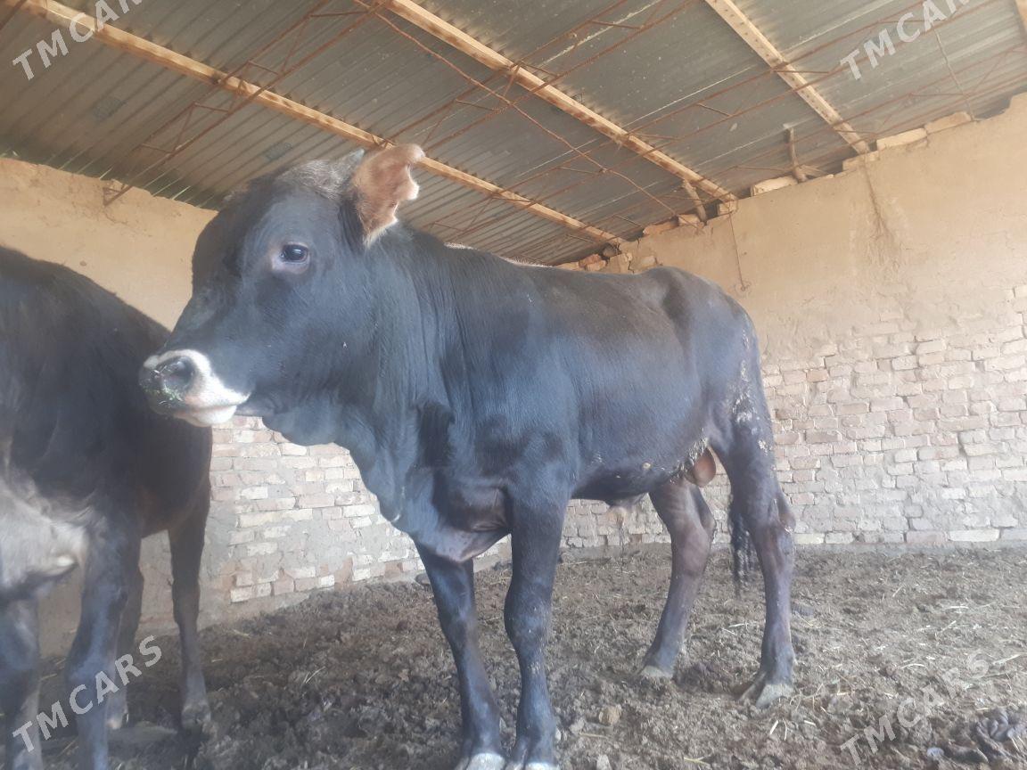 Õkiz - Мургап - img 1