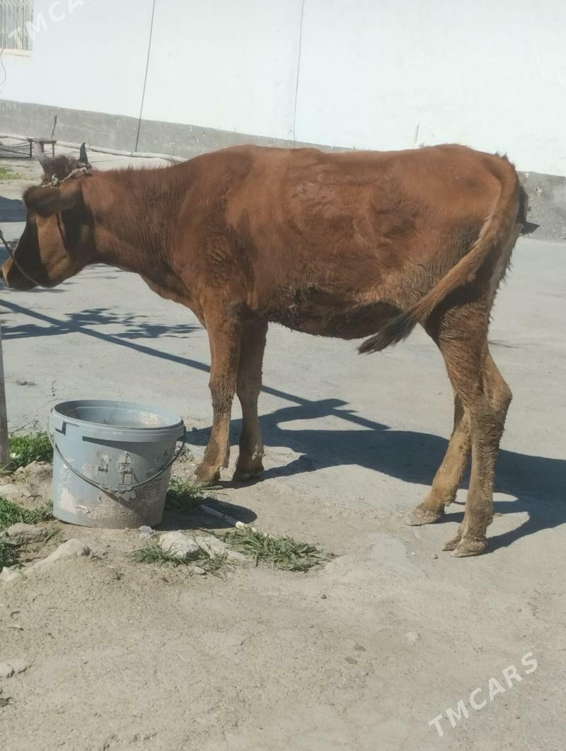 tuwe - Ýaşlyk - img 1