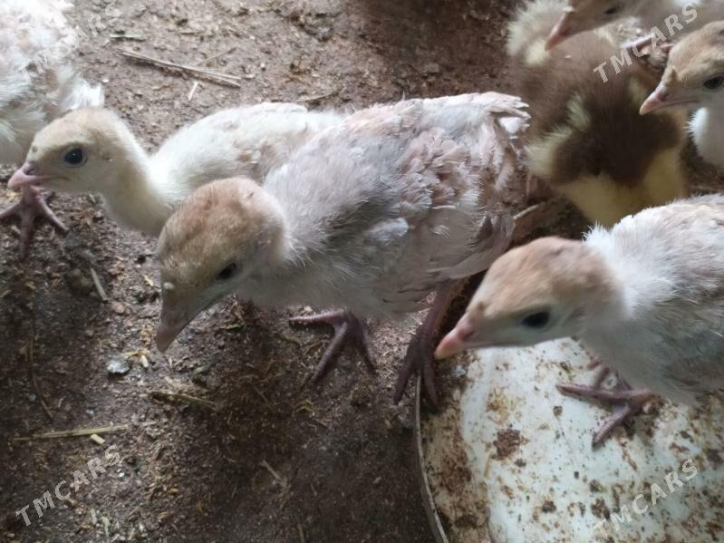 owgan paroda induk juyje - Kaka - img 1