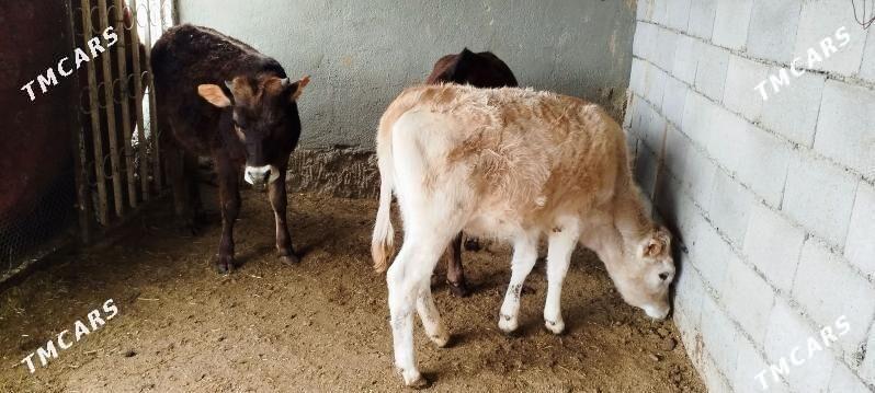 Sary tuwe tohum tuwe - Бахарден - img 1