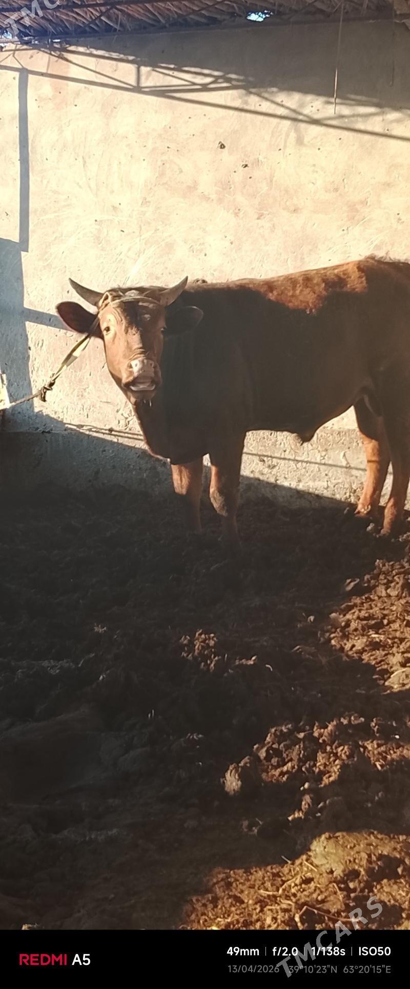 semiz mallar - Дянев - img 1