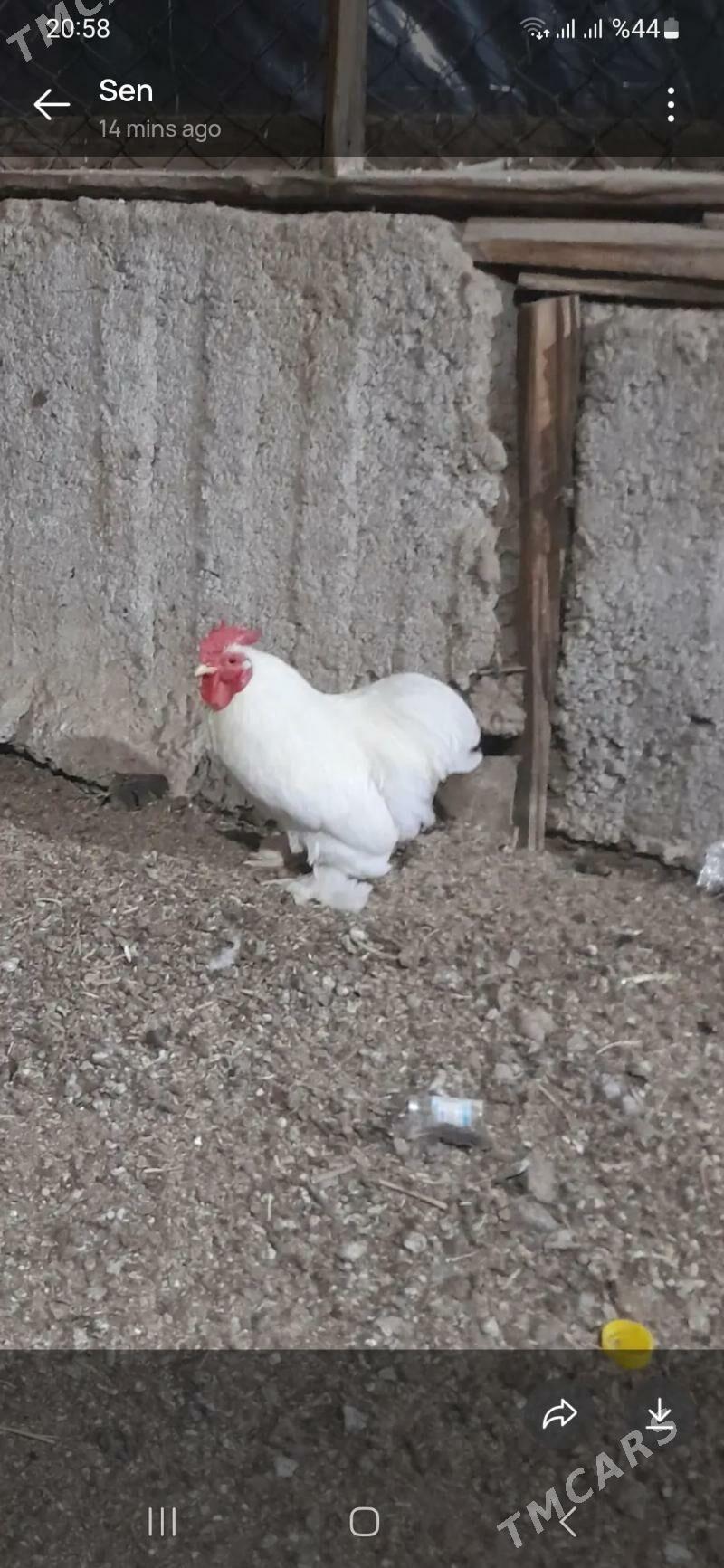 karlik - Бузмеин - img 1