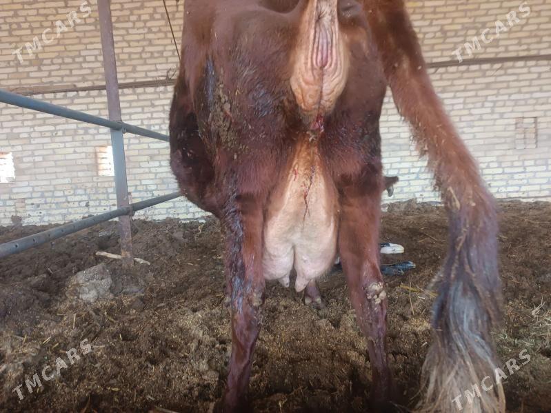 суйтли сыгыр голели - Halaç - img 1