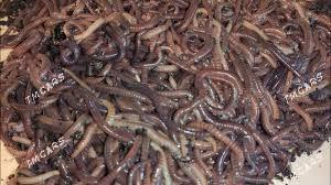 черви для рыбалки - Aşgabat - img 1