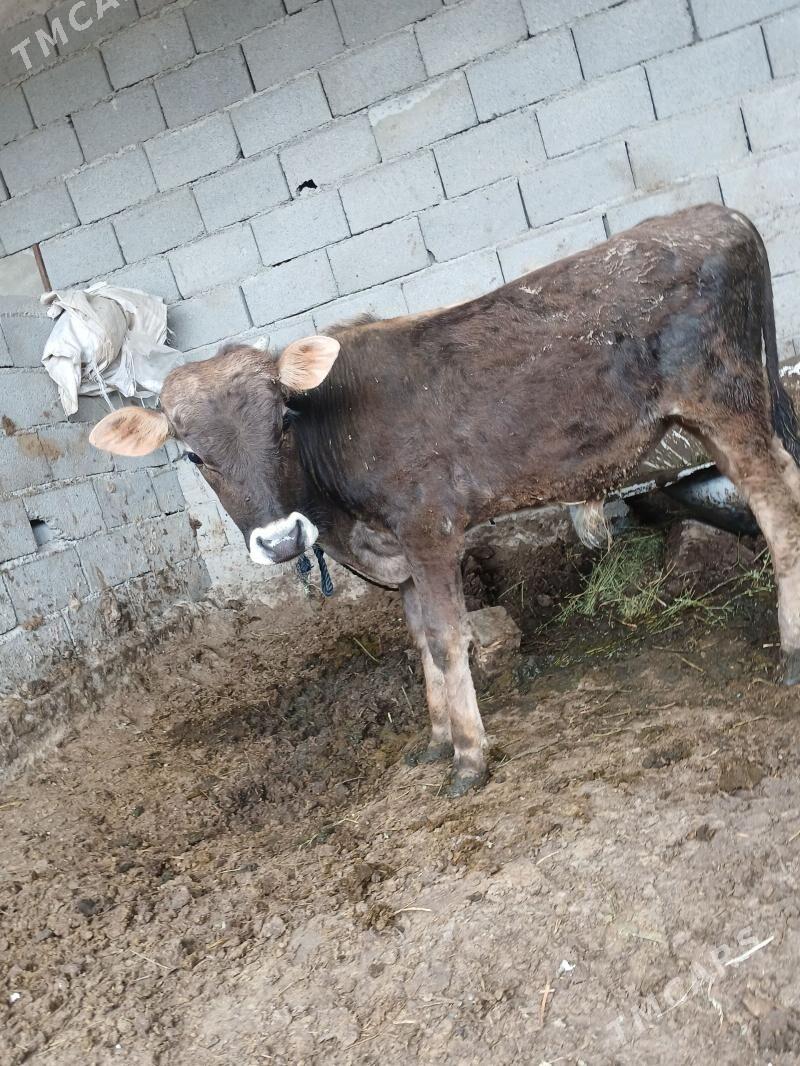 okiz - Яшлык - img 1