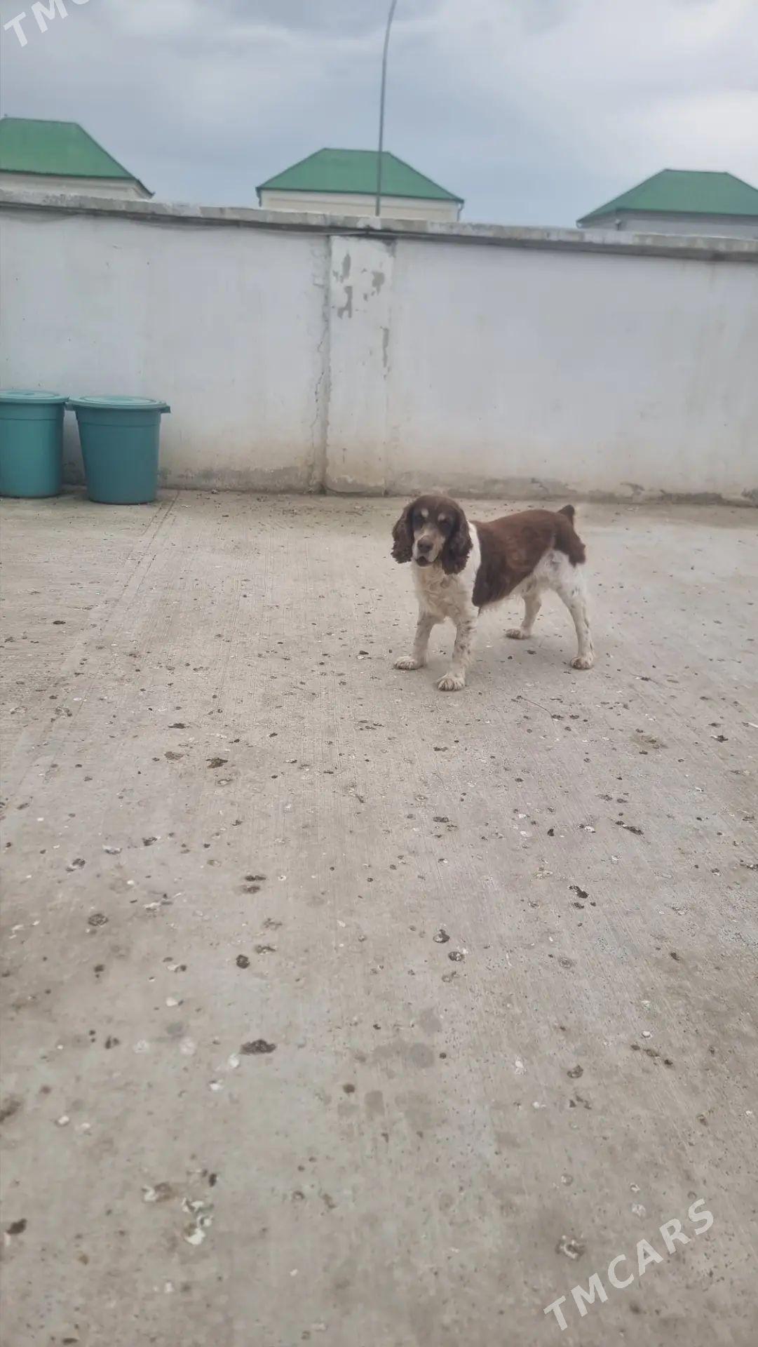 Spaniel It - Aşgabat - img 1