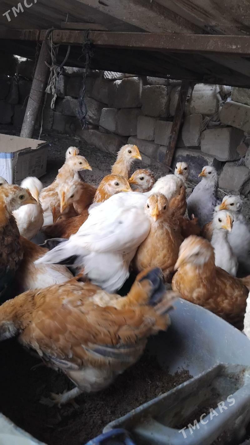 Tejen paroda juje - Gyzylarbat - img 1