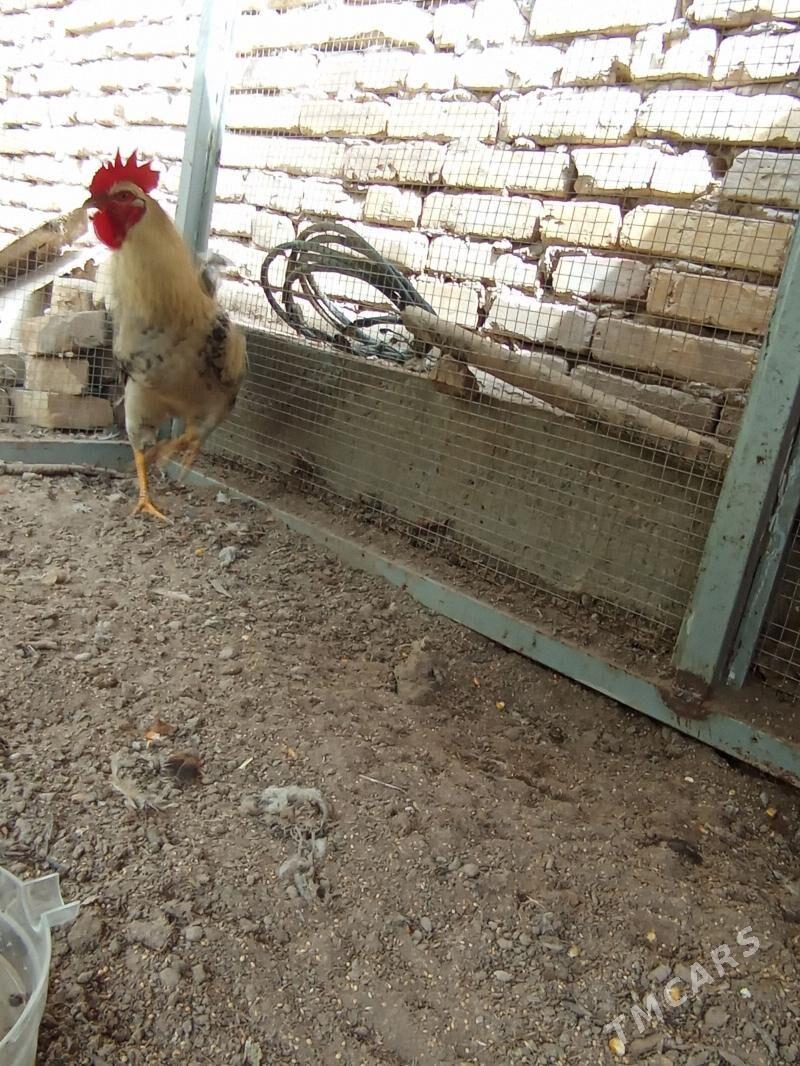 mesny horaz - Чарджоу - img 1