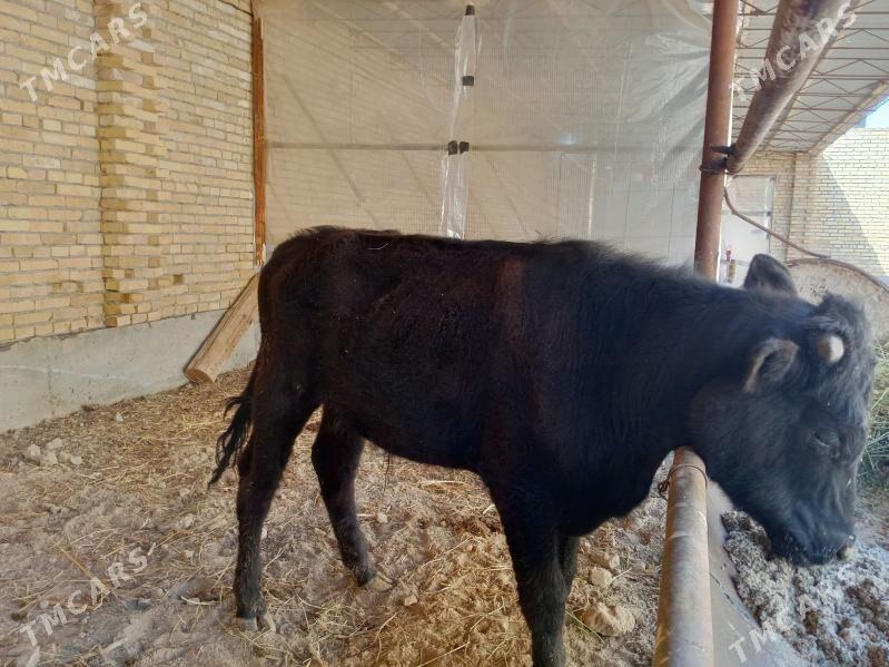 Corny Pyoster Okuzce - Туркменабат - img 1