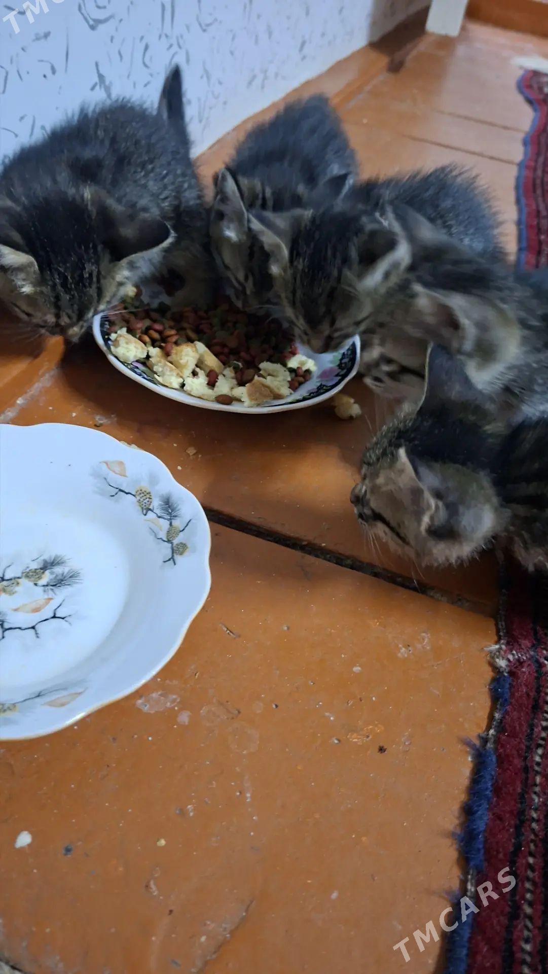 Pisikler - Дашогуз - img 1