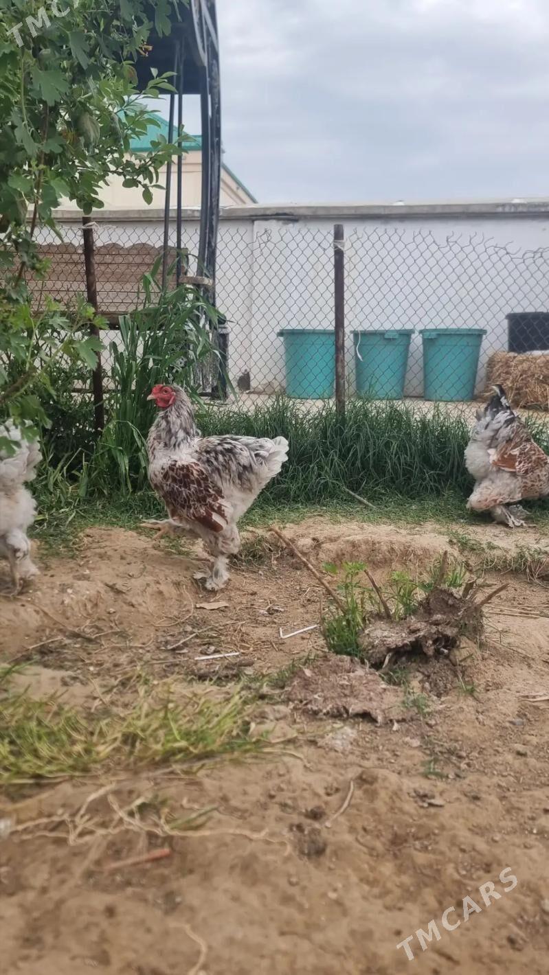 Brama Belaya Zoloto horaz - Aşgabat - img 1