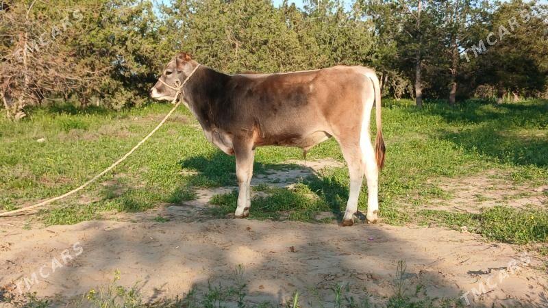 okuz - Aşgabat - img 1