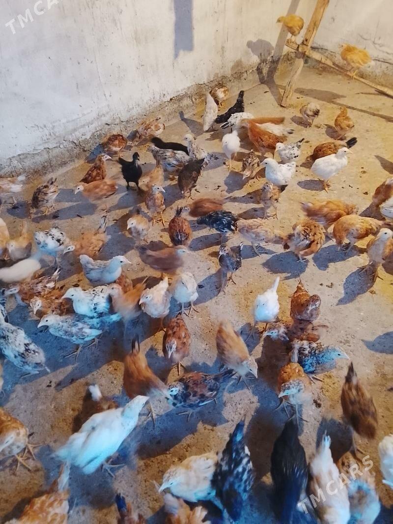 jüýje - Gökdepe - img 1