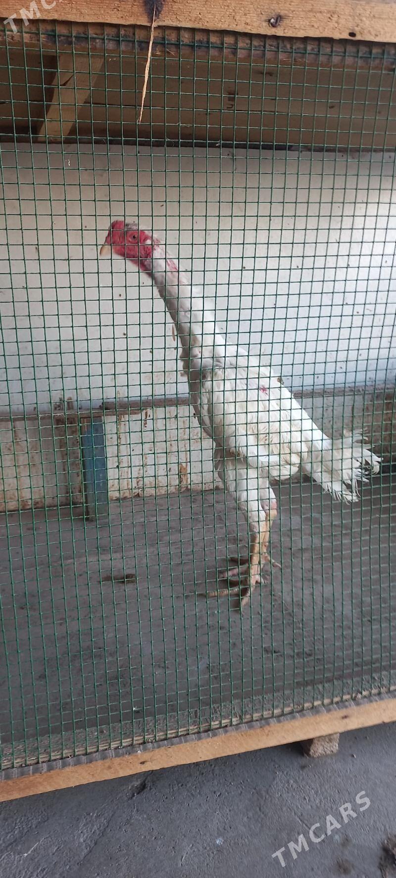 Tasgent ozbek - Херрикгала - img 1