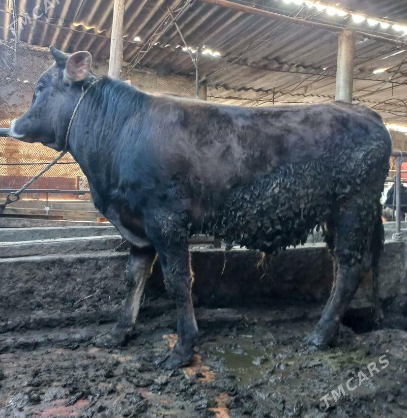 okuz - Яшлык - img 1