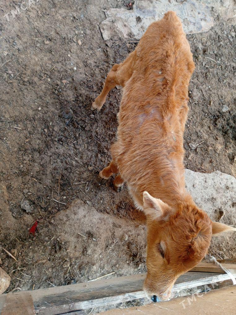 sygyr goleli - Туркменбаши - img 1