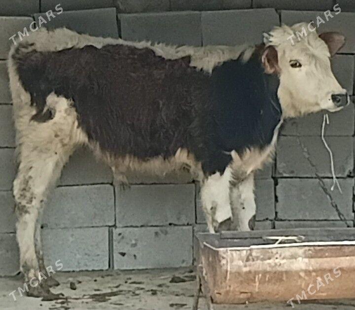 Okuz - Бахарден - img 1