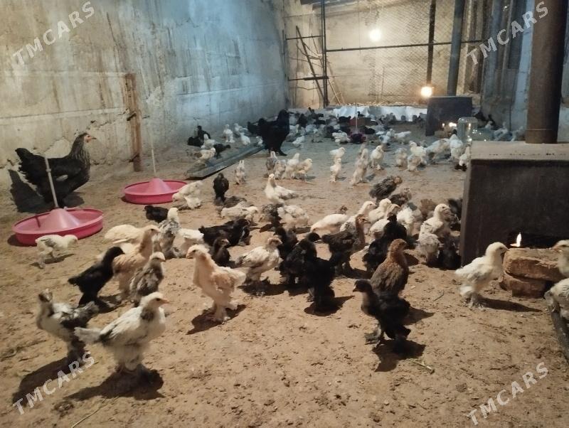 balgar juyje - Гёкдже - img 1