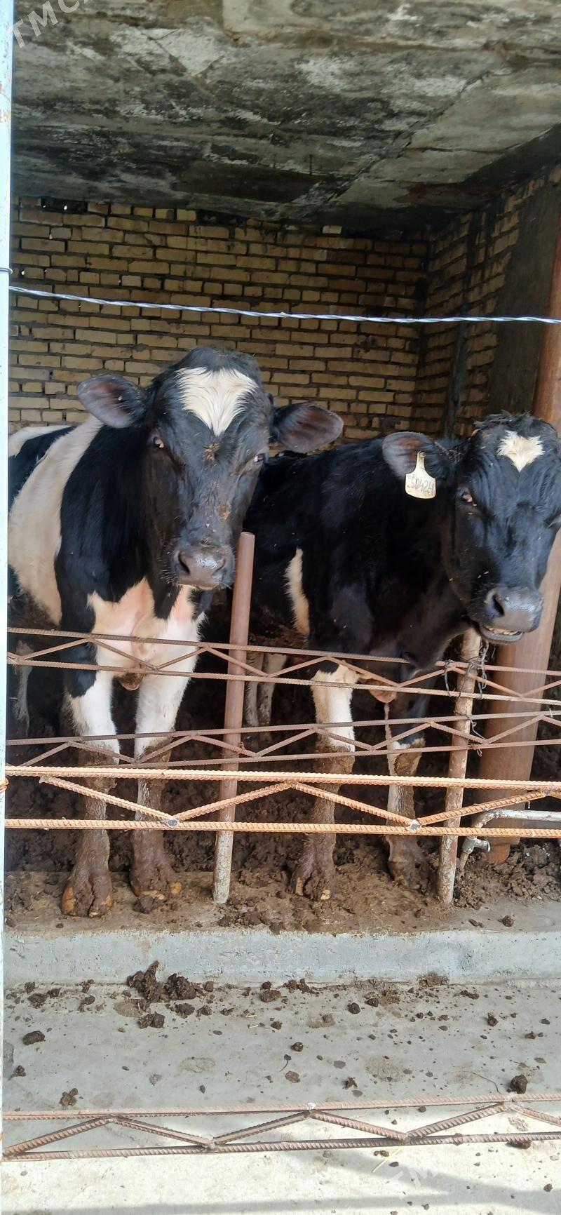 окуз - Туркменабат - img 1