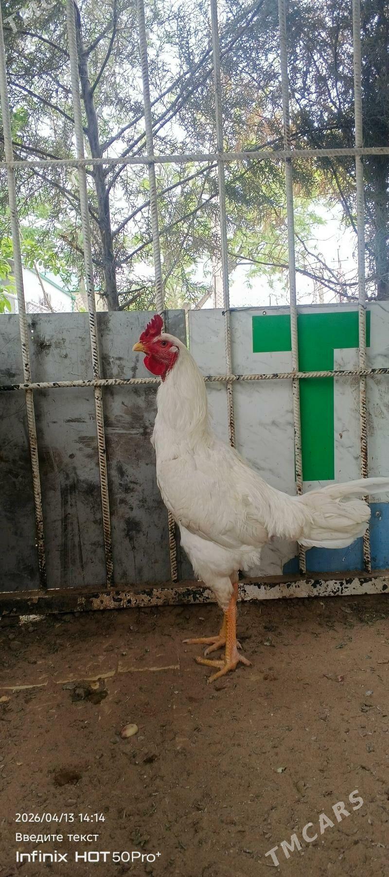 horaz - Бедев - img 1