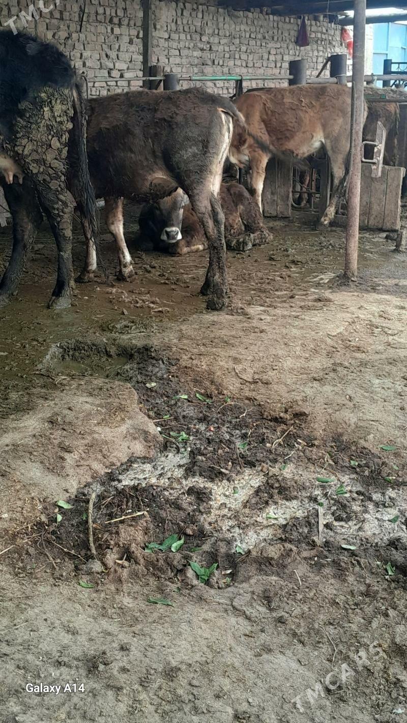 siwes tuwe - Бахарден - img 1