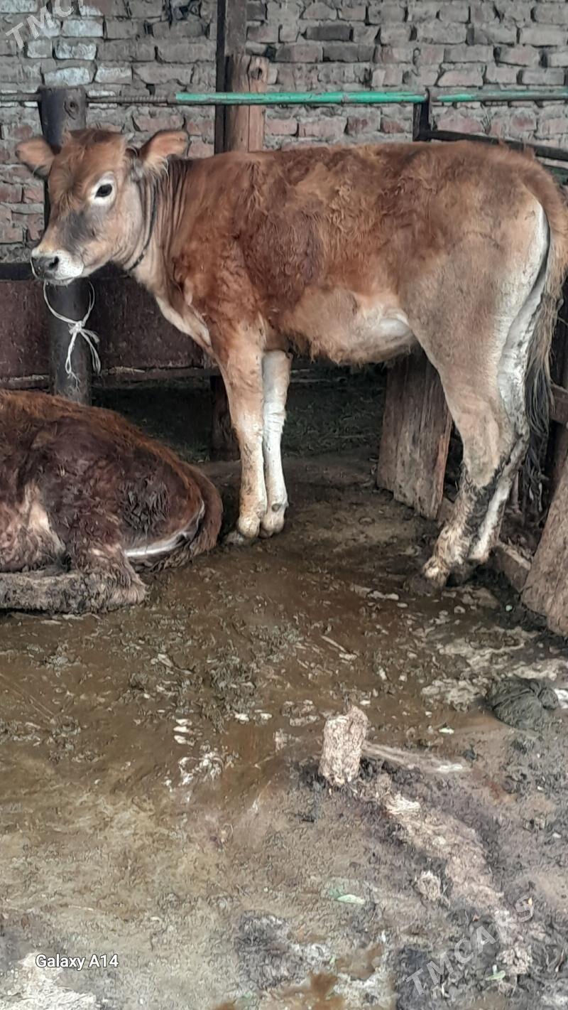 tuwe siwes - Бахарден - img 1