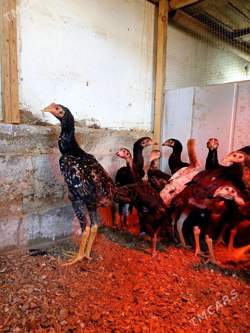 TAŞKENT MAKI HORAZ JUYJE BAYES - Ak bugdaý etraby - img 1