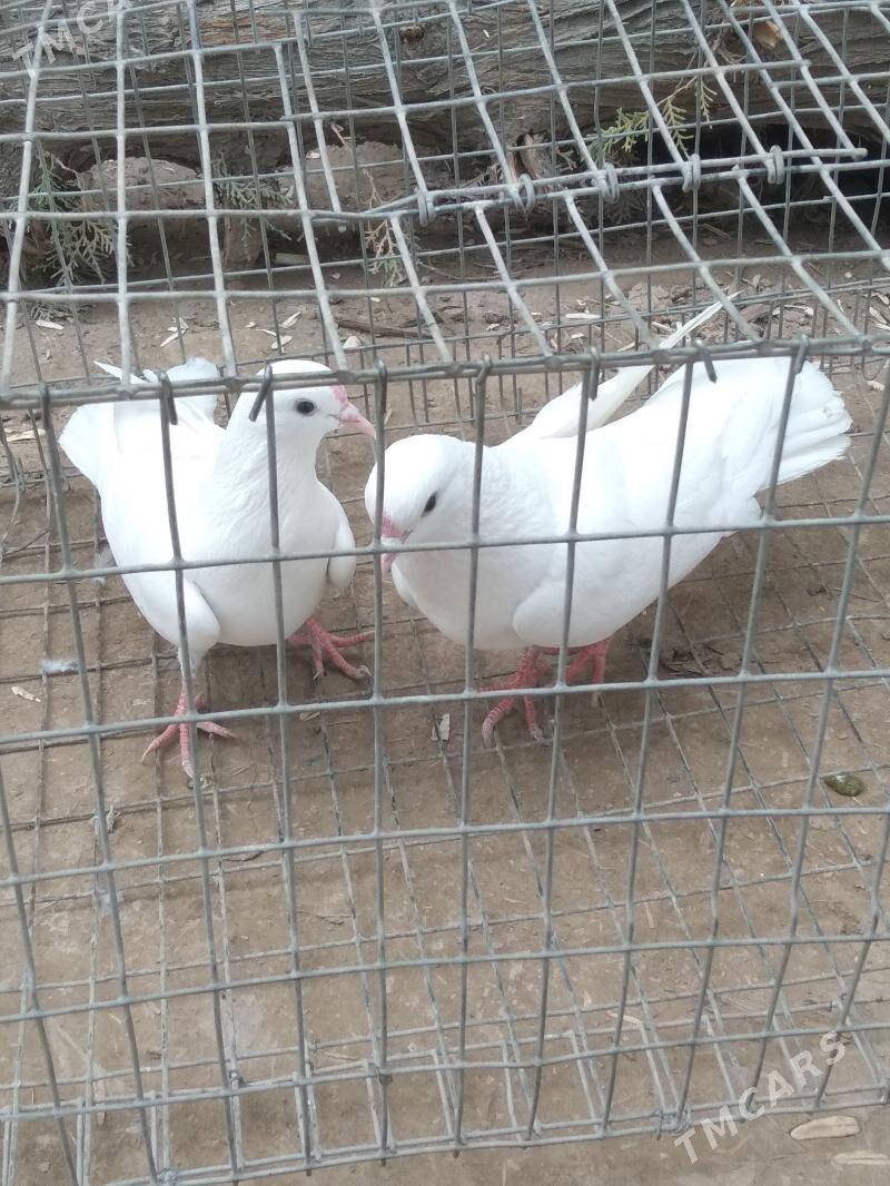 kepter - Туркменабат - img 1