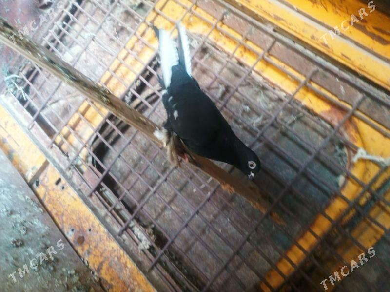 kepderi - Gyzylarbat - img 1