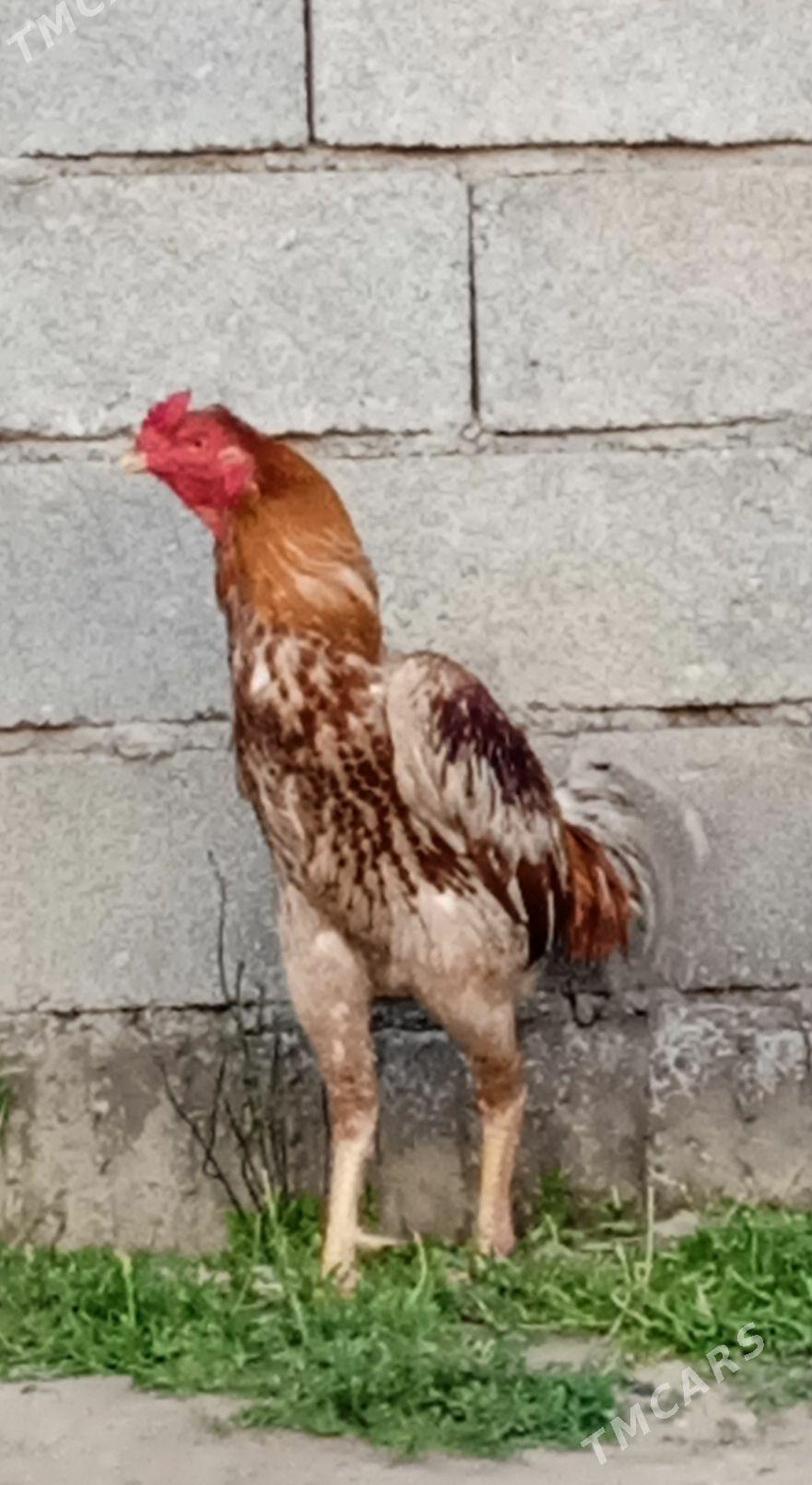 horaz - Анев - img 1