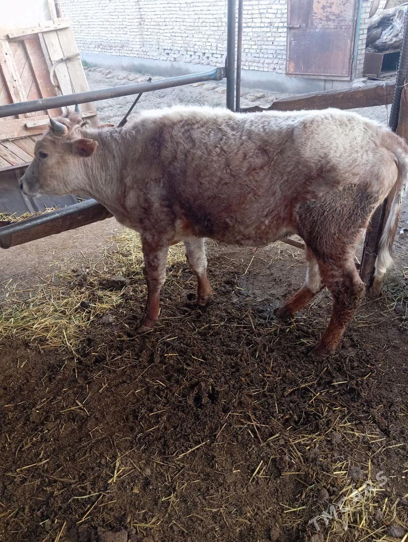 Okuz - Чарджоу - img 1