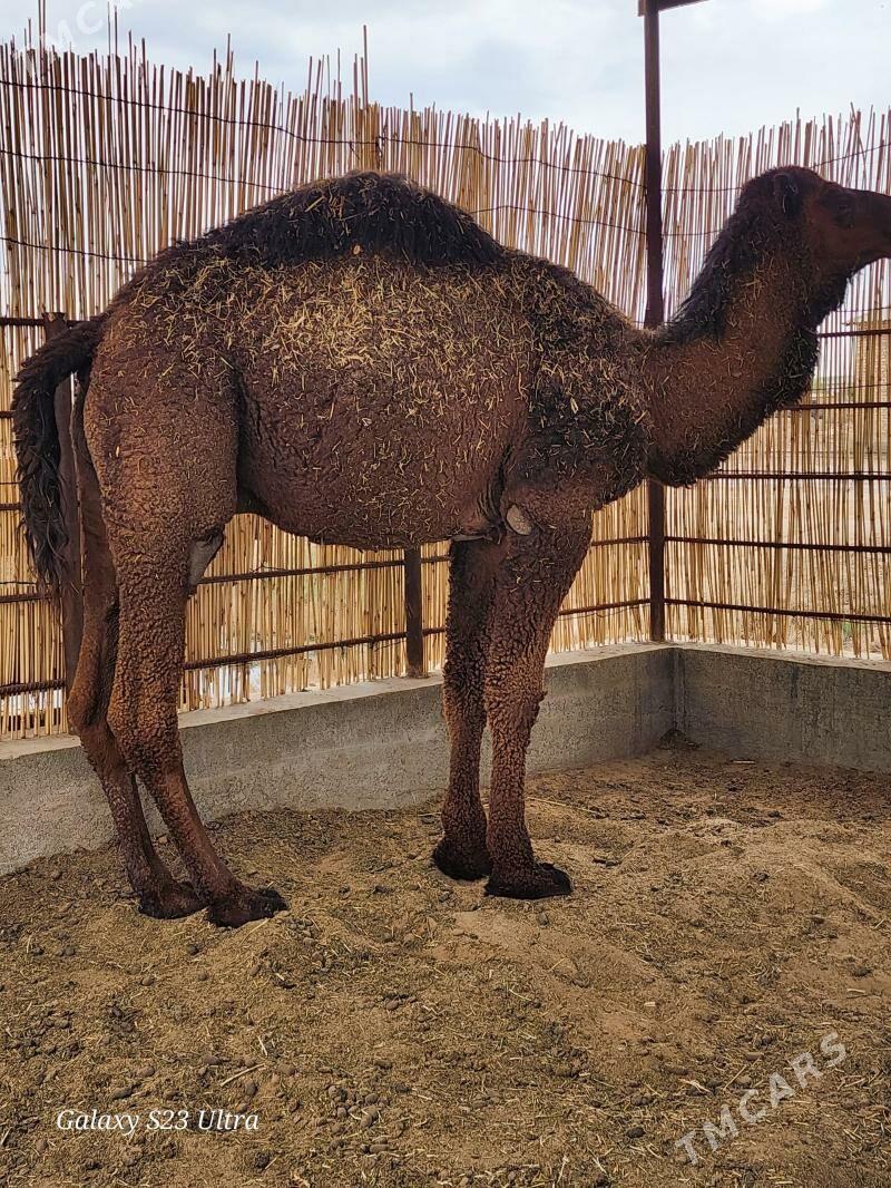 Erkek düye - Бабадайхан - img 1