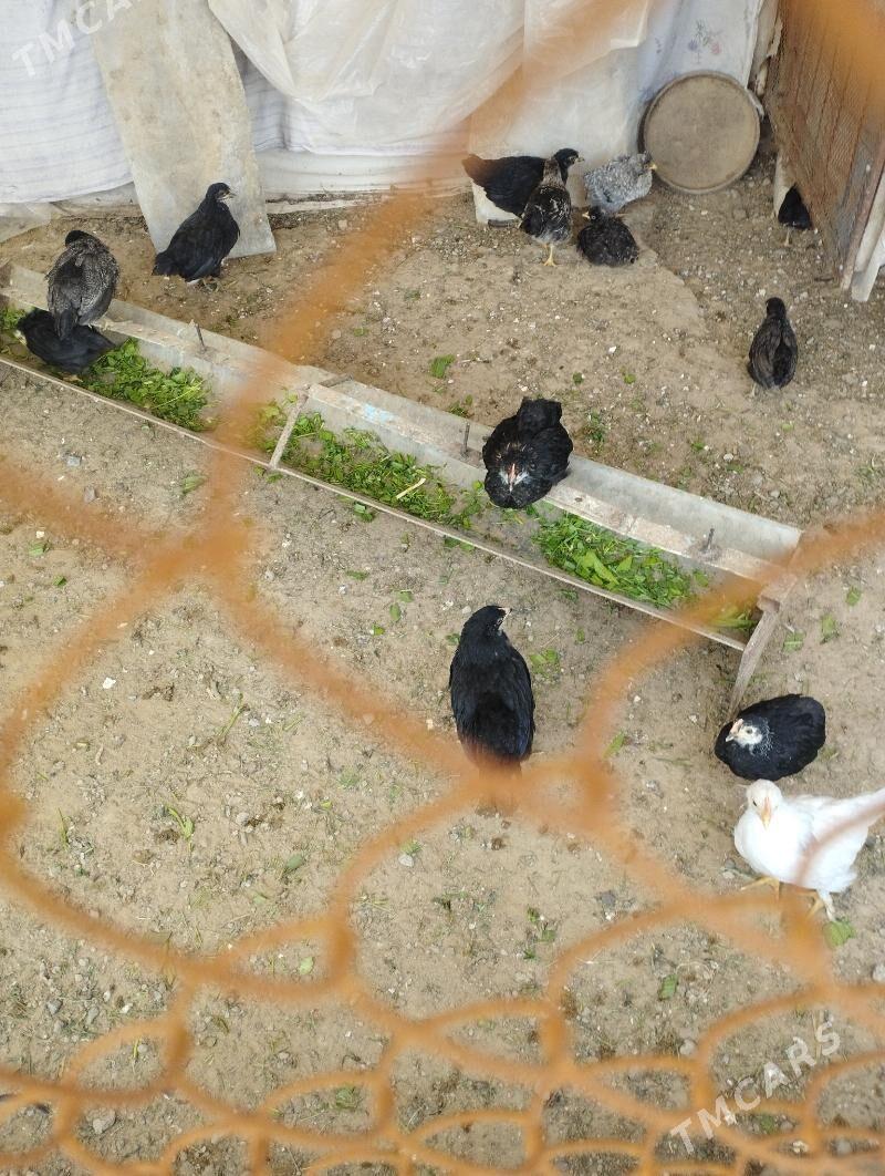 towyk juje - Mary - img 1