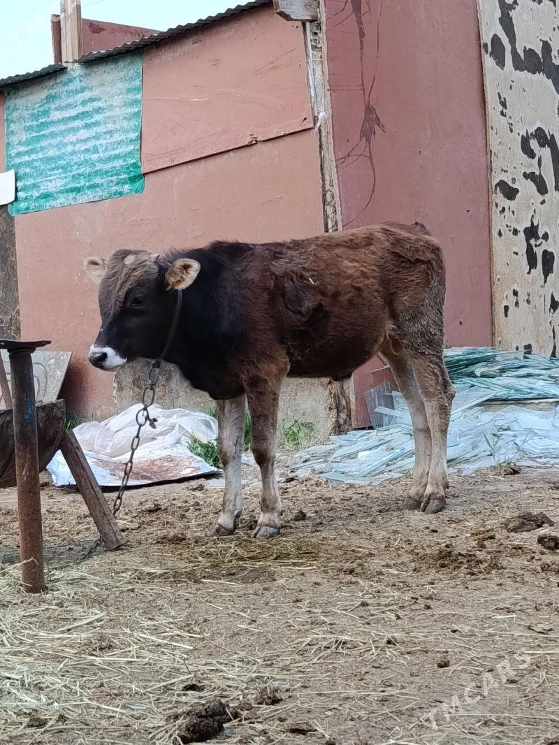 öküz tüwe - Бахарден - img 1