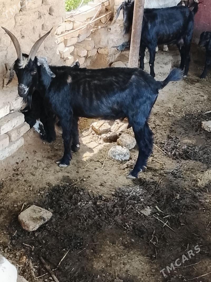 Owlakly geciler - Мары - img 1